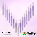 Tulip  ETIMO MURASAKI 1,8  Tulip.  2