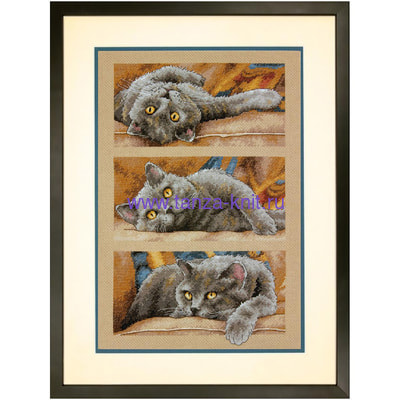 Dimensions ����� "���� ��� ����"